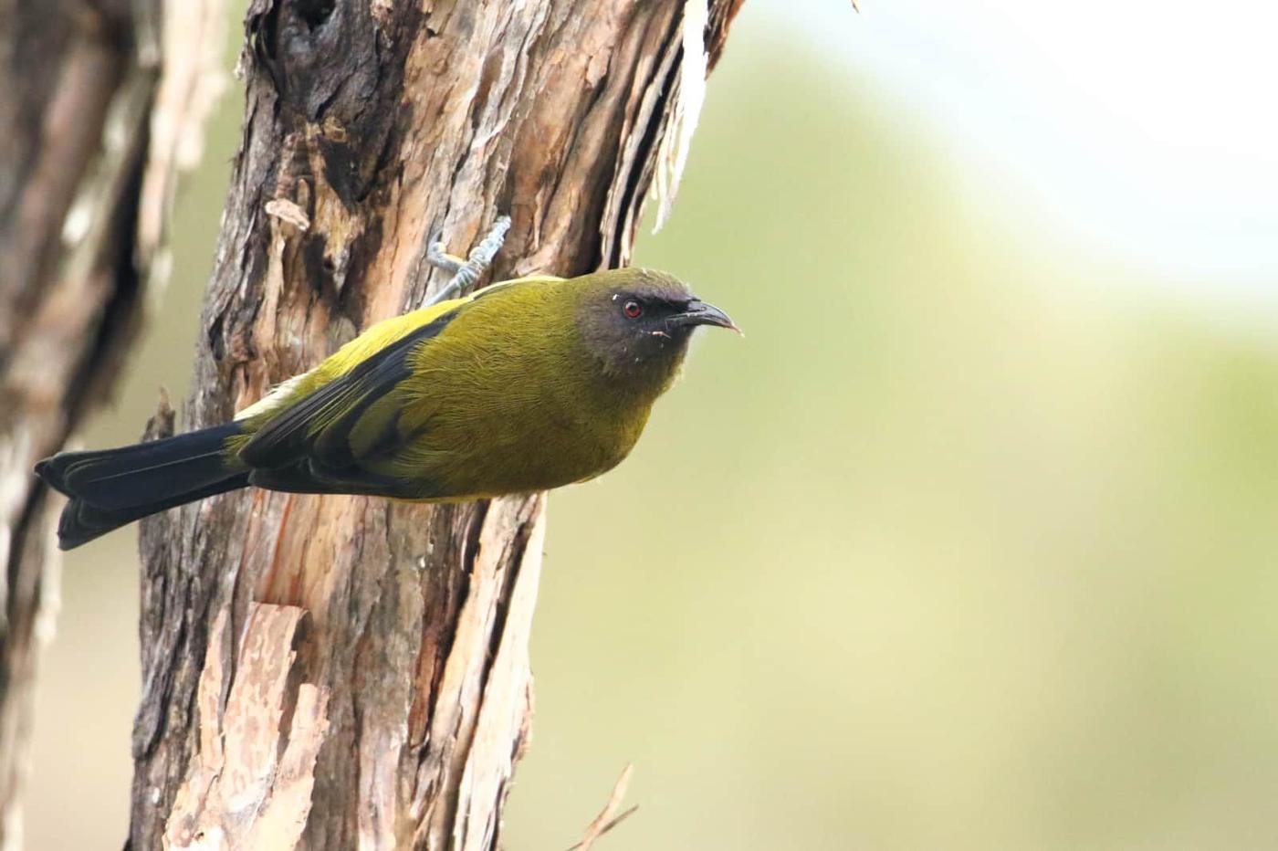 A bellbird in the native bush