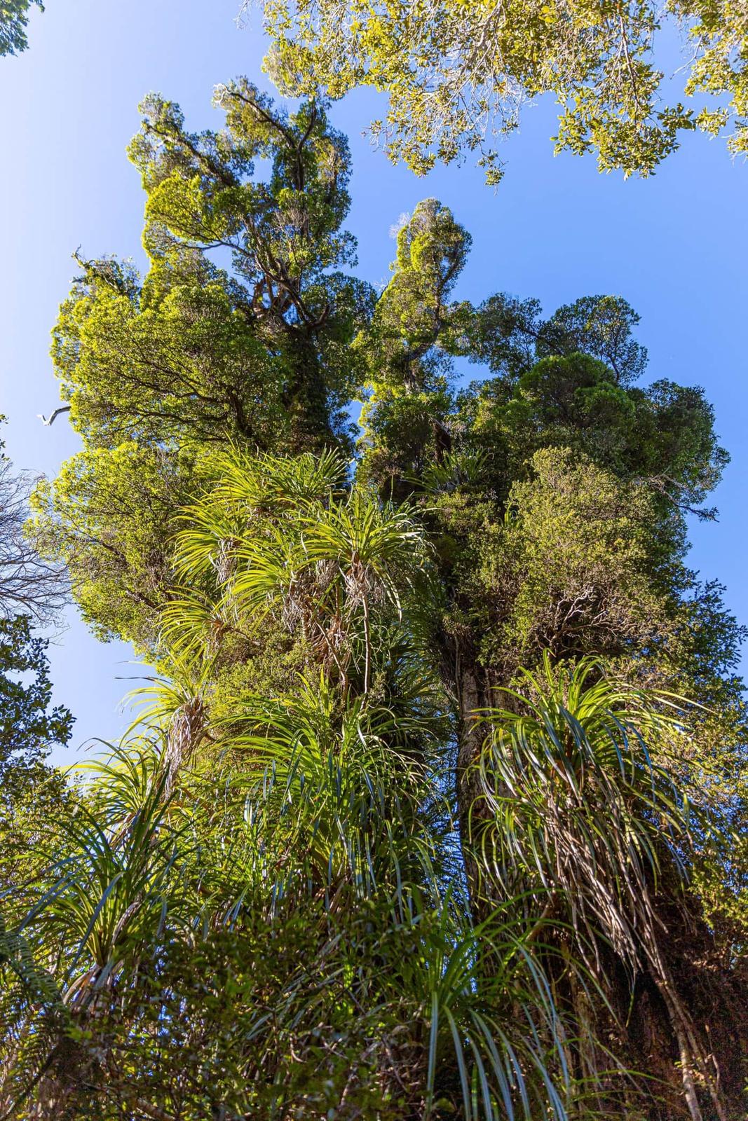 Looking up into the native forest canopy