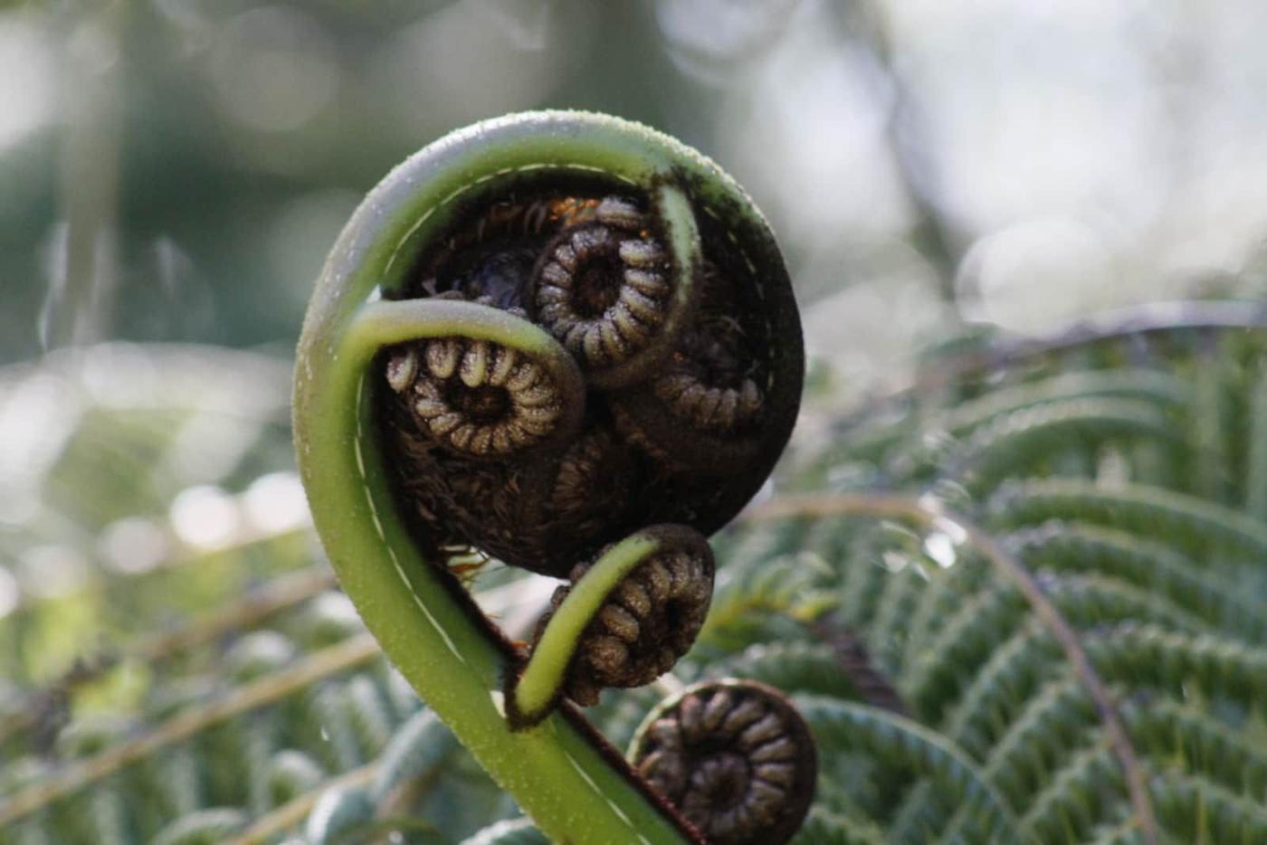 An unfurling fern frond in the native bush