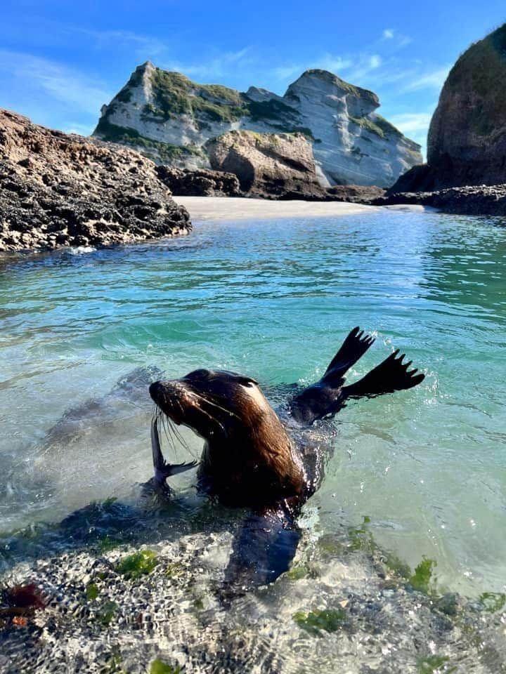 A young seal in a rock pool at Wharariki Beach